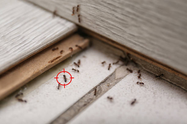 Professional Pest Control in Manhattan, MT